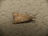 Synaphe punctalis